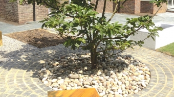 Havant Garden