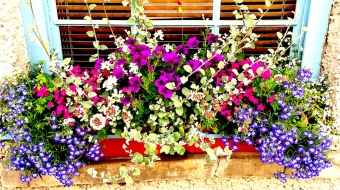 Planting-window-box